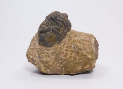 Trilobit Reedops cephalotes. - Atchan, Alnif, Maroko